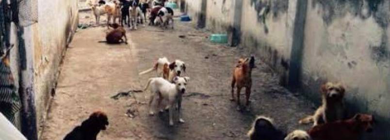 Inquilina abandona 100 cães e proprietário do imóvel se vê obrigado a cuidar dos animais
